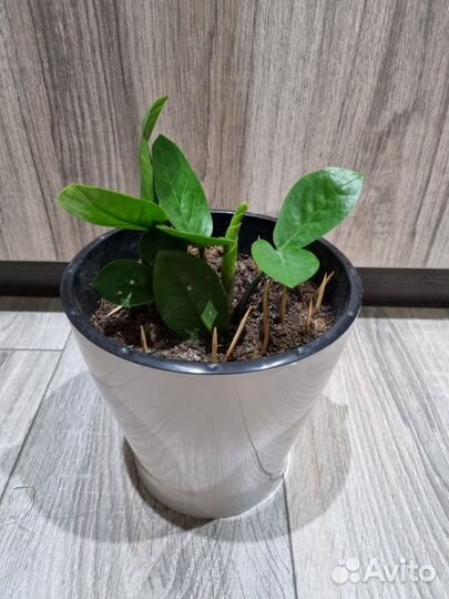 Замиокулькас