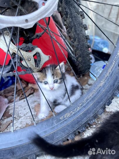 Отдам котят в добрые руки