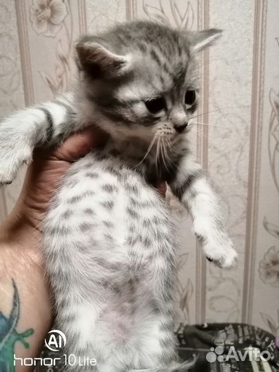 Шотландские котята