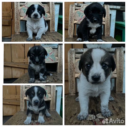 Щенки в добрые руки бесплатно