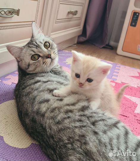 Шотландские прямоухие котята