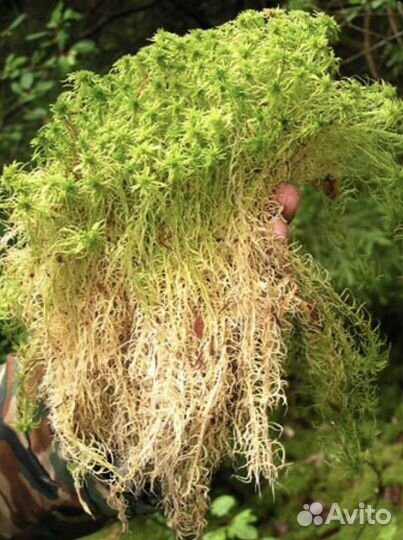 Мож сфагнум