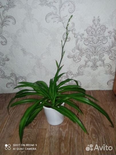 Хлорофитум. Комнатный цветок