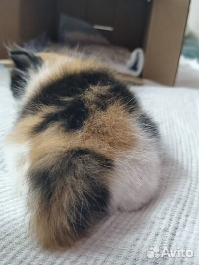 Котенок девочка в добрые руки