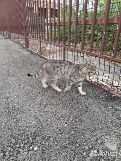 Бездомный котенок ищет дом