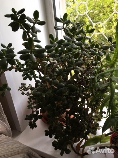 Толстянка денежное дерево