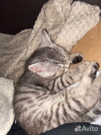 Котенок от кошки шиншилла