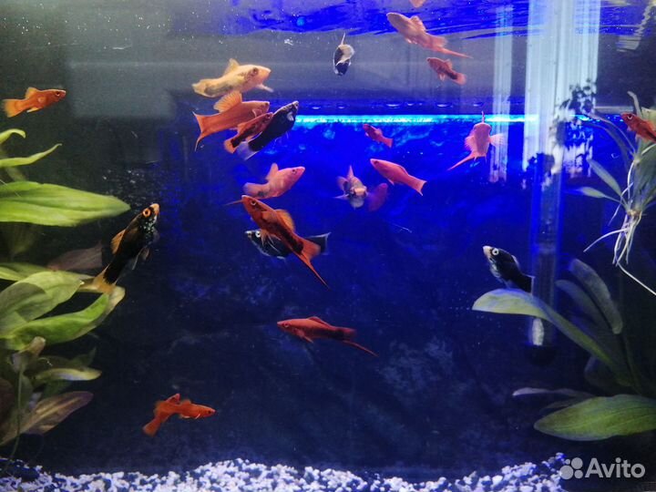 Рыбки меченосцы