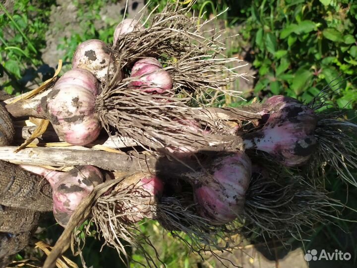 Чеснок на посадку сортовой просушенный