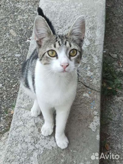 Котёнок в поисках дома