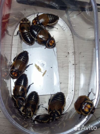 Таракан блаберус