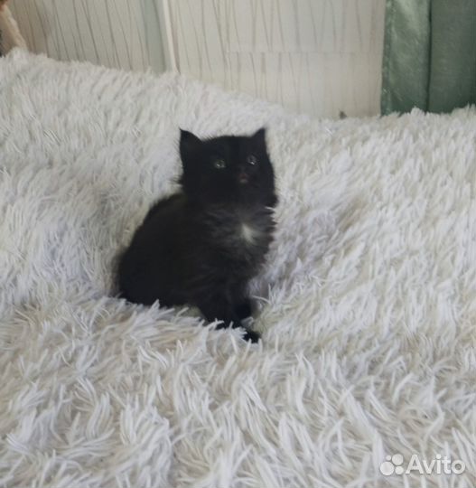 Черный котенок