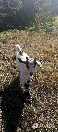 Коза дойная с козлятами 1,5года