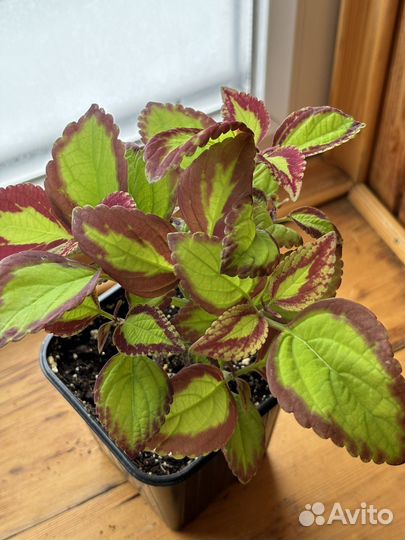 Колеусы вегетативные