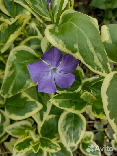 Барвинок пестролистный