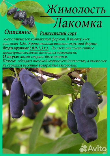 Жимолость саженцы зкс