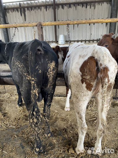 Быки бички телка