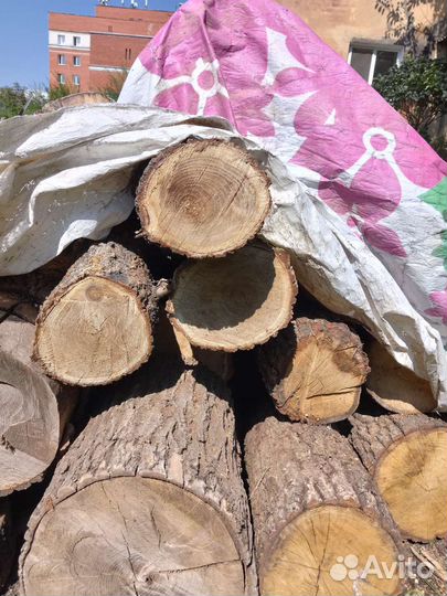 Спил карагач каштан тополь