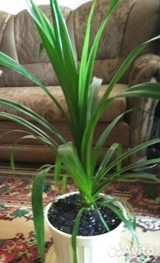 Пальма Панданус