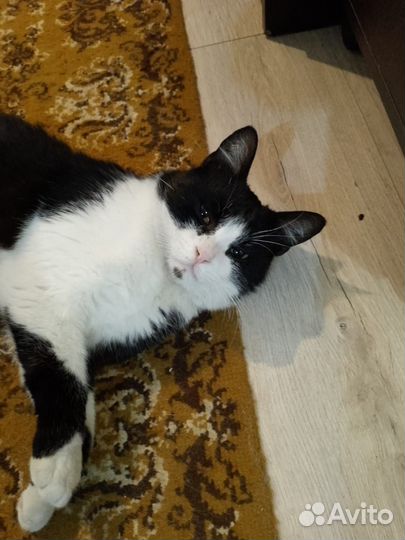 Котик в добрые руки