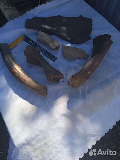 Кости мамонта