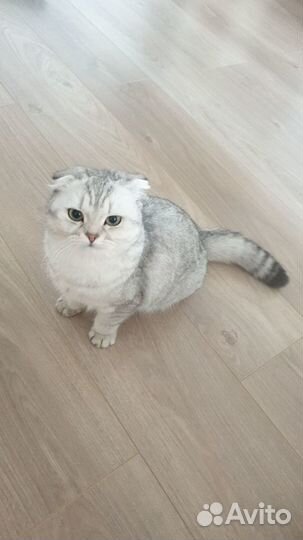 Кошечка ищет кота