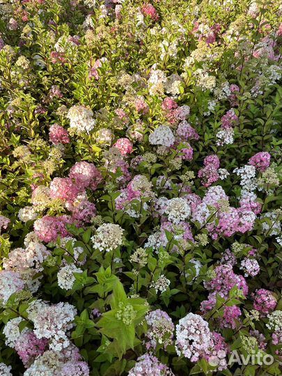 Гортензия метельчатая Самарская Лидия опт