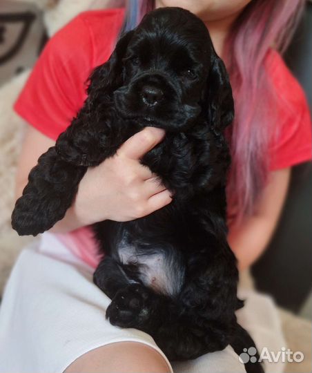 Щенки кокер спаниеля