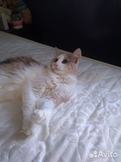 Кошечка Пуся