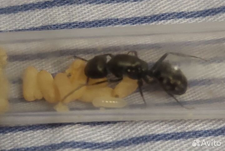 Муравьи семейств Camponotus vagus и Черный садовый