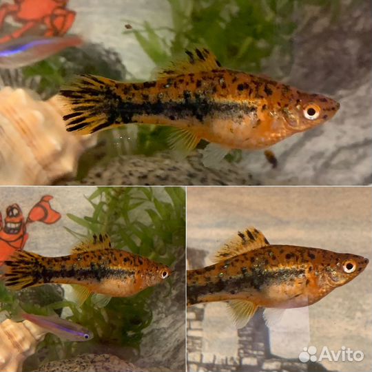 Мальки тигрового меченосца