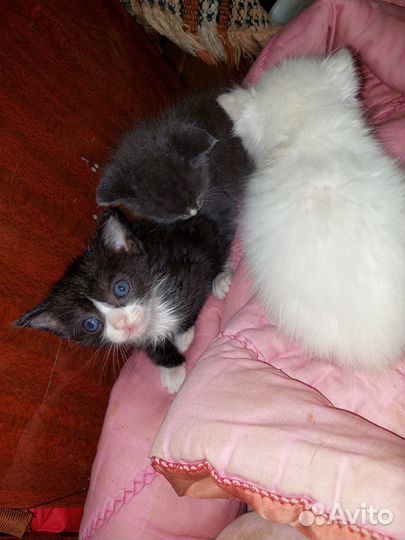 В добрые руки