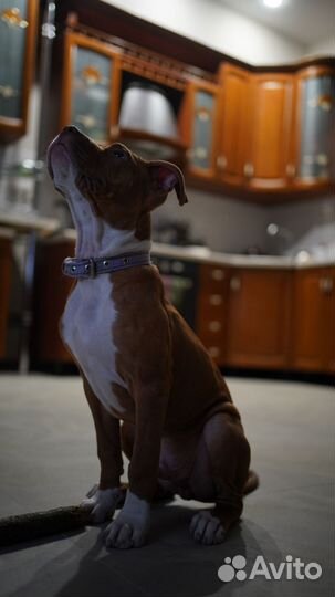 Питбуль вязка