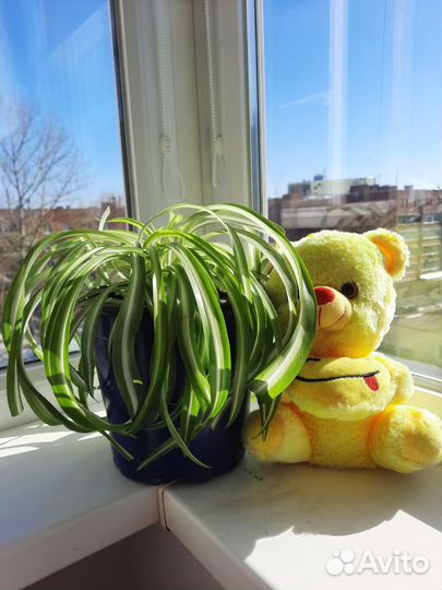 Хлорофитум бонни кучерявый