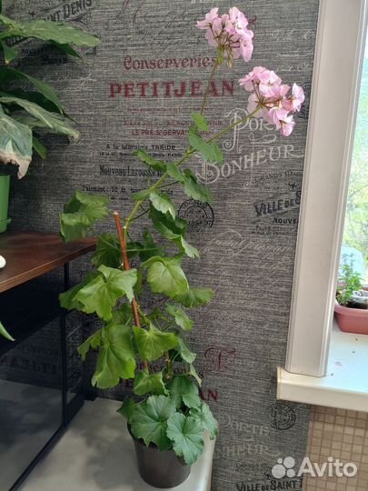 Пеларгония сортовая