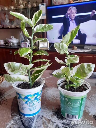 Педилантус, роскошный комнатный цветок