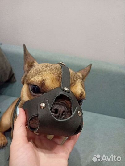 Намордник для французского бульдога