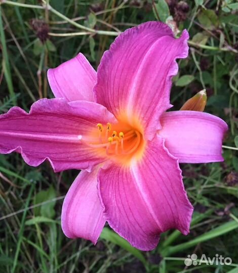 Многолетники. Лилейники