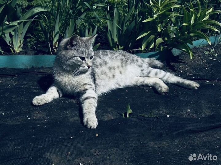 Кошка в частный дом