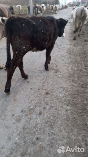 Продаётся тёлочка