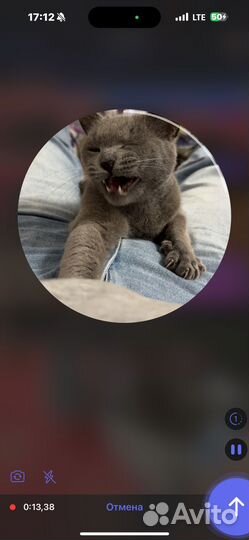 Кошка