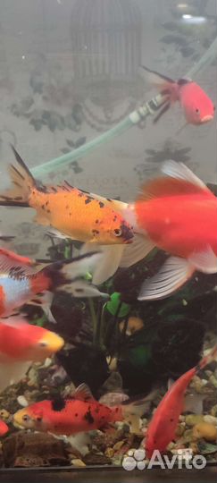 Золотые рыбки