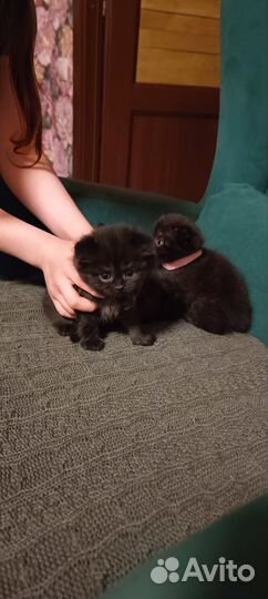 Котята