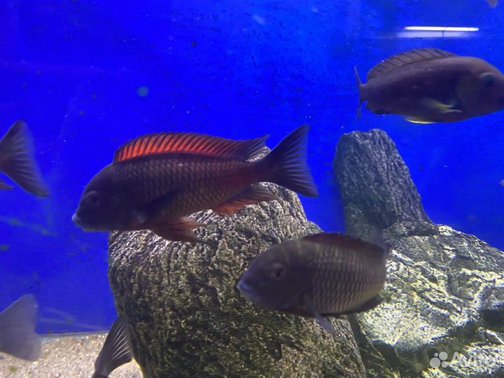 Рыба трофеусы подростки рэд чимба