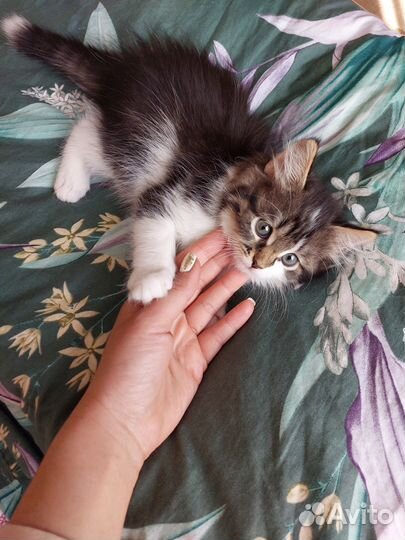 Кошечка 2.5 месяца