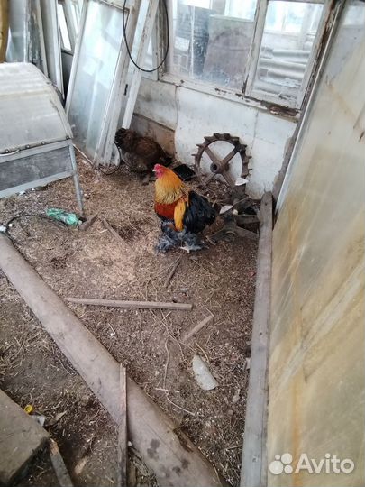 Петух брама