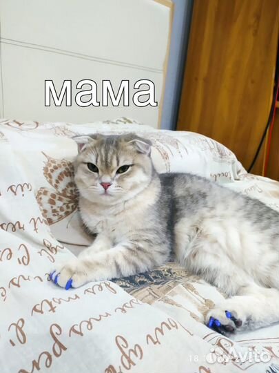 Шотландские вислоухие котята, золотая шиншилла