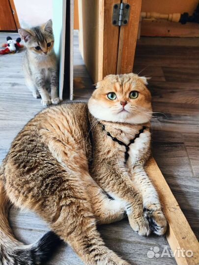 Шотландский кот для Вязки