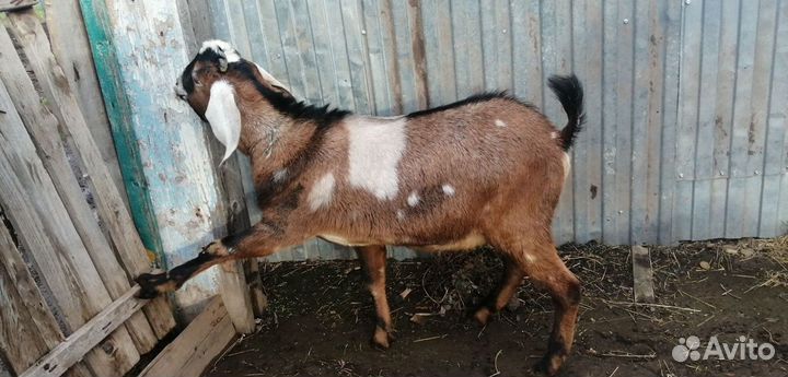 Нубийский козёл, ламанча