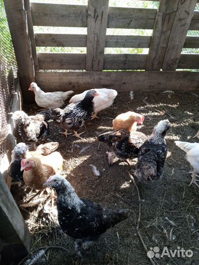 Молодые петушки